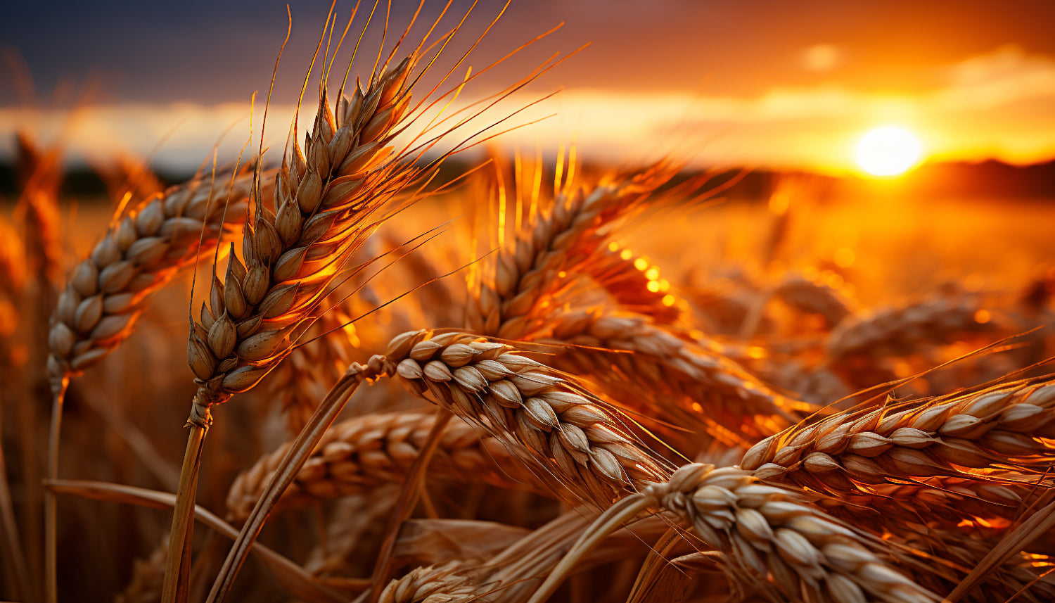 Top 5 Pure Barley Products in the Philippines