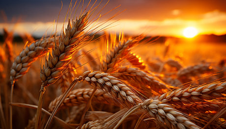 Top 5 Pure Barley Products in the Philippines